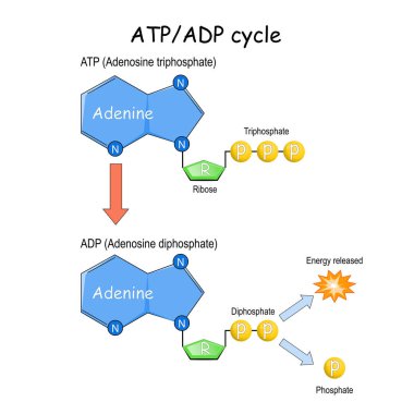 ATP ADP cycle. Vector illustration. Poster clipart