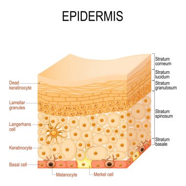 Epidermi anatomisi. İnsan derisinin katmanları ve hücre yapısı. Üst deriye yakın çekim. Vektör illüstrasyonu