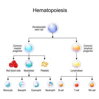 Kan hücreleri. Hematopoziesis. İnsan hematopoezi. Vektör çizimi. Lökositler ve lenfositler. Eğitim çizelgesi. Bilim kullanımı için poster