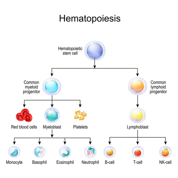 Tipos Células Sanguíneas Hematopoyesis Hematopoyesis Humana Ilustración Vectorial Leucocitos Linfocitos — Archivo Imágenes Vectoriales