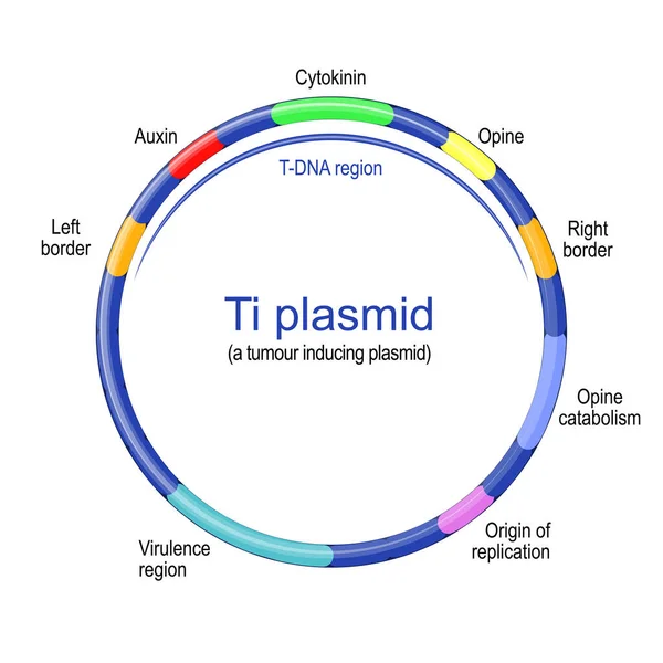 Plasmid Struktur Tumorinduzierendes Plasmid Findet Sich Pathogenen Arten Von Agrobakterien — Stockfoto
