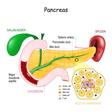 Pankreas anatomisi. Langerhans adasının hücre yapısına yakın çekim. Safra kesesi, safra kesesi, pankreas kanalı ve büyük onikiparmak bağırsağı papillası. Dalak ve dalak atardamarı. Vektör illüstrasyonu