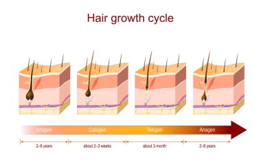 Hair growth cycle from Anagen to Catagen, and Telogen. Poster about Hair growth phase for education and medical use. Cross section of the layers of the skin. Vector illustration clipart