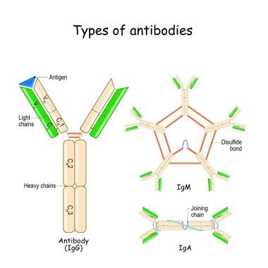 Antikorlar. Antijen, ağır ve hafif zincirlerle antikor anatomisi. İmmünoglobülin yapısı. Bakteri ve virüsleri tanımlamak ve nötralize etmek için bağışıklık sisteminin proteini. IgA, IgM ve IgG. Vektör. bilgi grafiği