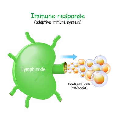 Lymph node and B-cells and T-cells. lymphocyte. Immune response. adaptive immune system. Lymphoma most commonly develops from lymphocytes in the lymph nodes clipart