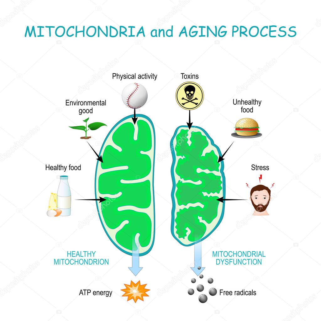 Mitochondria and aging process. Healthy Mitochondrion are produce of Atp energy, cell organelles with Dysfunction produce of Free radicals.