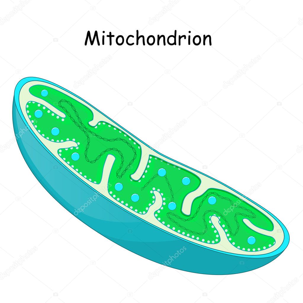Mitochondria. structure and anatomy of a mitochondrion. vector icon