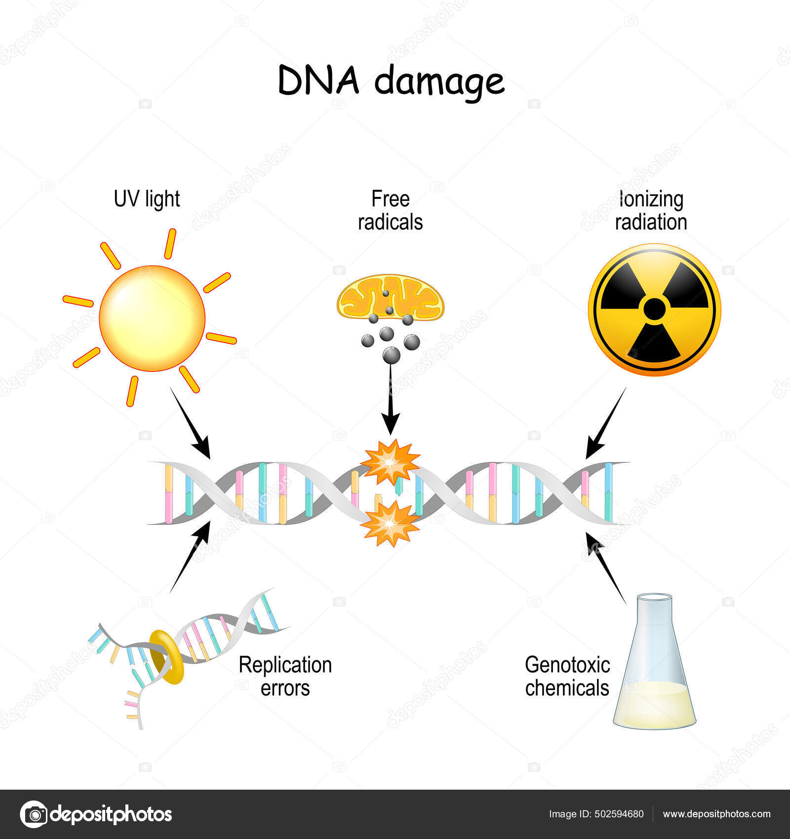Dna Damage Dna Can Damaged Light Ionizing Radiation Genotoxic Chemicals
