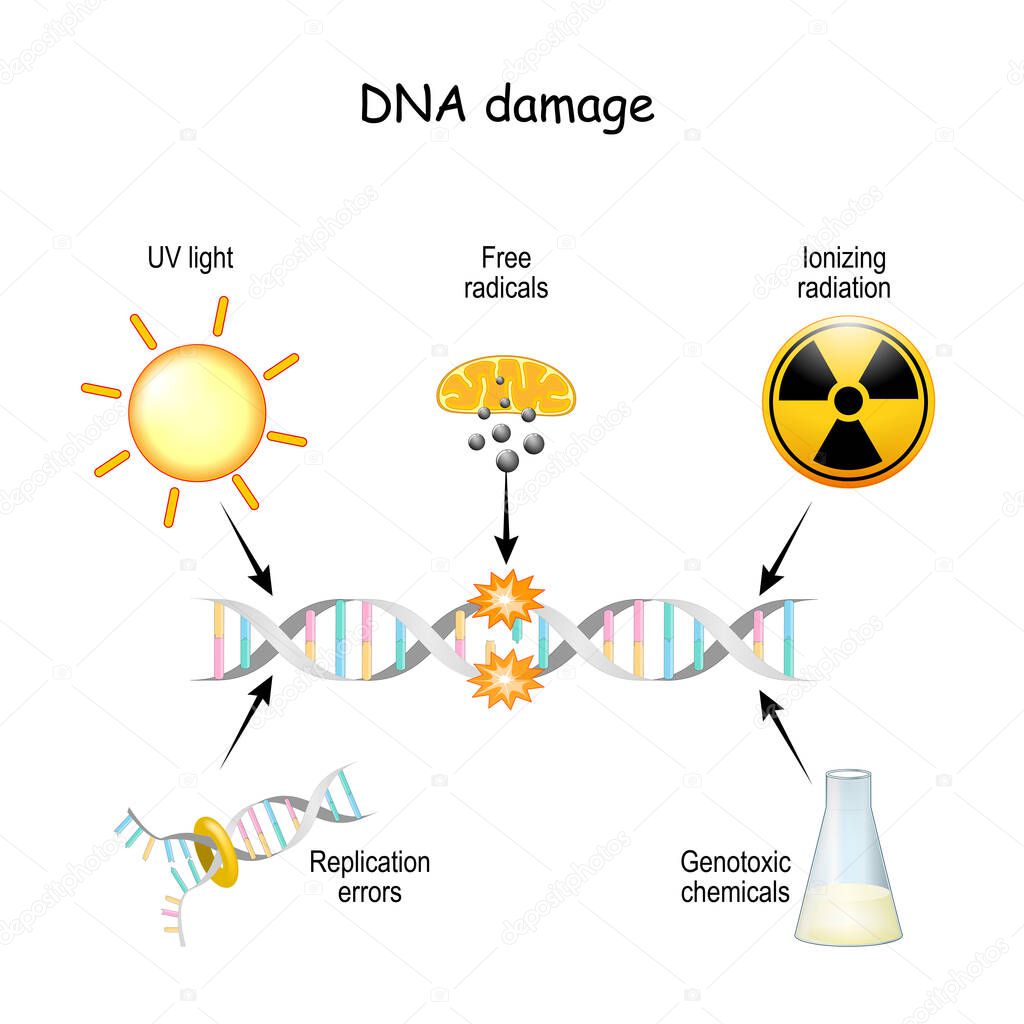 DNA damage. DNA can be damaged via UV light, ionizing radiation, genotoxic chemicals, free radicals, and replication errors. Aging process, Cell Apoptosis and cancer development