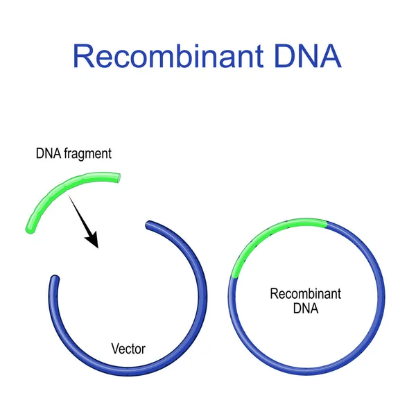 プラスミドと組換えDna 外国のDna断片がプラスミドベクターに挿入される 遺伝子クローニング 再結合型サブユニットワクチン 分子生物学 科学的研究 — ストックベクタ