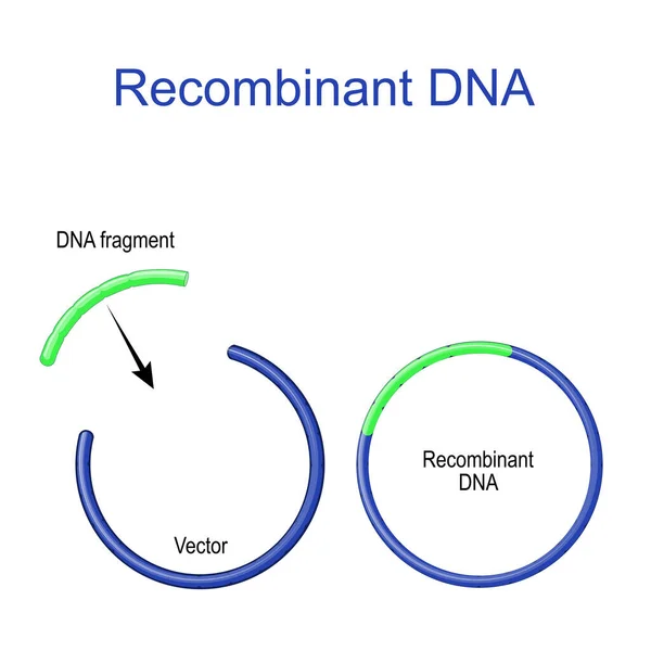 미드와 권장되는 Dna Dna 조각이 벡터에 유전자 재조합 생물학 — 스톡 벡터