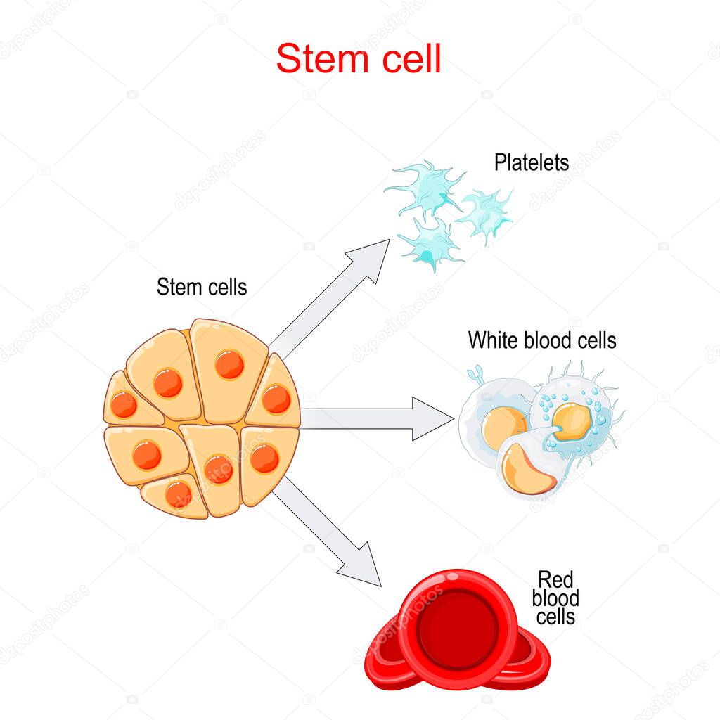 Stem cells transplantation and differentiation. Red blood cells, White blood cells and Platelets.