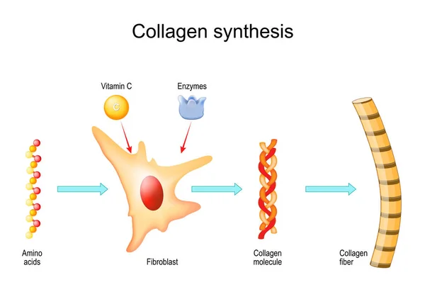 비타민 콜라겐 아미노 산에서 단백질 분자로 이루어진 콜라겐 섬유에 이르기까지 — 스톡 벡터