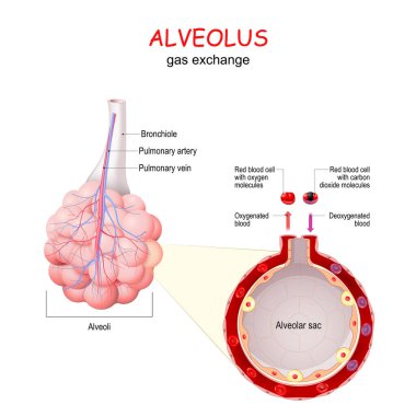 alveolus. gas exchange. Close-up of alveolar sac with blood vessel and red blood cells. vector clipart