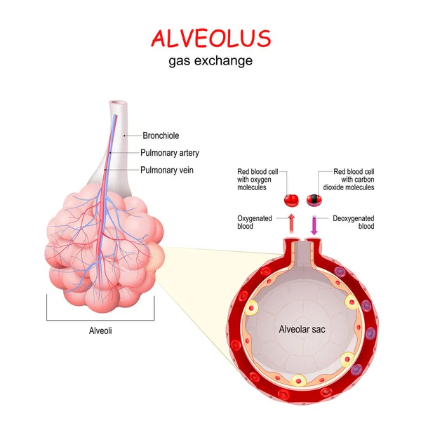 Alvéole Échange Gaz Gros Plan Sac Alvéolaire Avec Vaisseaux Sanguins — Image vectorielle