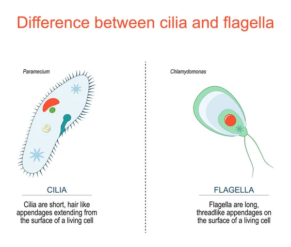 Rozdíl Mezi Cilia Flagella Například Paramecium Chlamydomonas — Stockový vektor