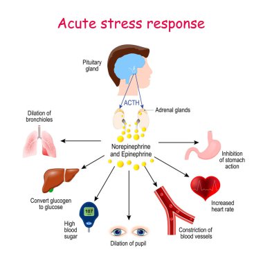 Akut stres tepkisi. Endokrin sisteminin tepkisi. Hormonlar (Norepinefrin, Epinefrin, ACTH) ve hedef organlar (kalp, akciğer, karaciğer, gözler, kan damarı, mide). Endokrin bezleri