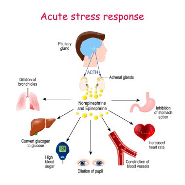 Acute stress response. Reaction of endocrine system. Hormones (Norepinephrine, Epinephrine, ACTH), and Target organs (heart, lungs, liver, eyes, blood vessel, stomach). Endocrine glands clipart