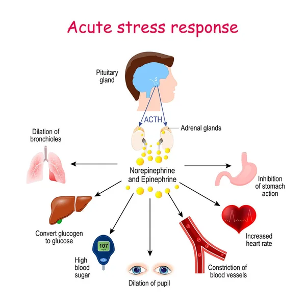 스트레스 내분비계의 호르몬 노르에피네프린 에피네프린 Acth 과타겟 내분비선 — 스톡 벡터