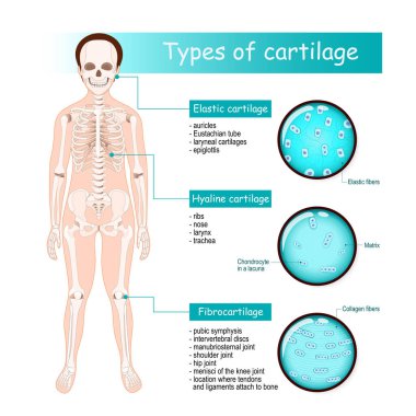 Types of cartilage: Fibrocartilage, Hyaline and Elastic. Human skeleton with joints. Close-up of cartilage cells. Magnification of Chondrocyte in a lacuna, Elastic fibers, Matrix, and Collagen fibers. clipart