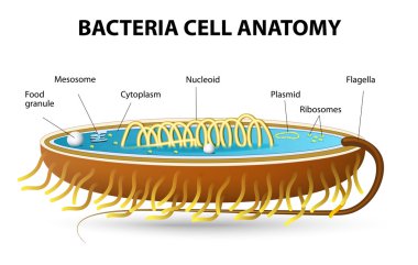 bakteri hücre anatomisi