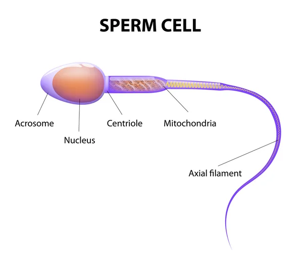 Structure of a sperm cell — Stock Vector