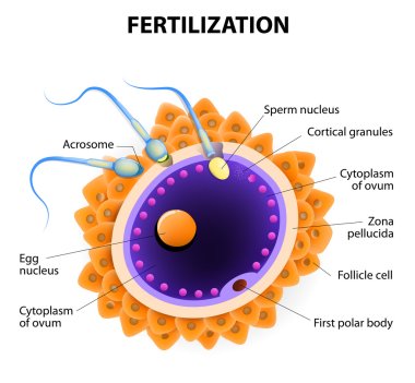 Fertilization. Penetration sperm cell of the Egg