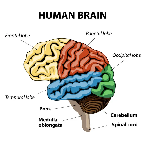 Anatomía del cerebro humano — Vector de stock