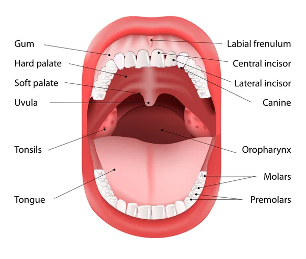 Anatomia della bocca umana — Vettoriale Stock