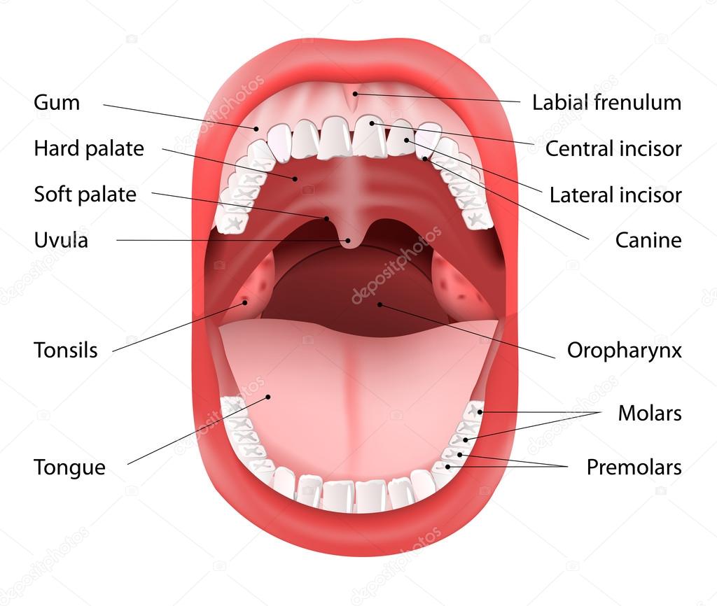 Human Mouth anatomy