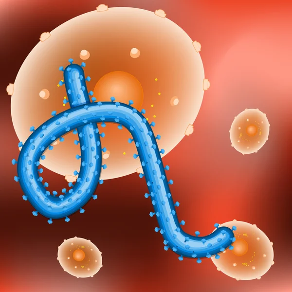 Virus ebola e cellule umane — Vettoriale Stock