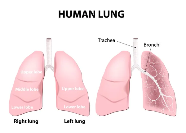 Anatomía de los pulmones humanos — Vector de stock