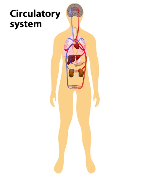 Human circulatory system — Stock Vector