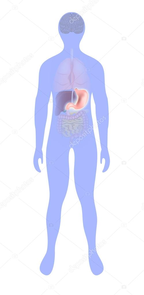 Stomach highlighted on the silhouette of a human