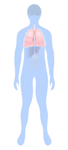 Легені виділені на силуеті людини — стоковий вектор