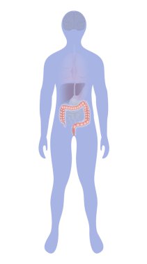 Large intestine highlighted on the silhouette of a human clipart