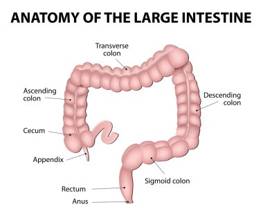 Human Anatomy. Large Intestine clipart