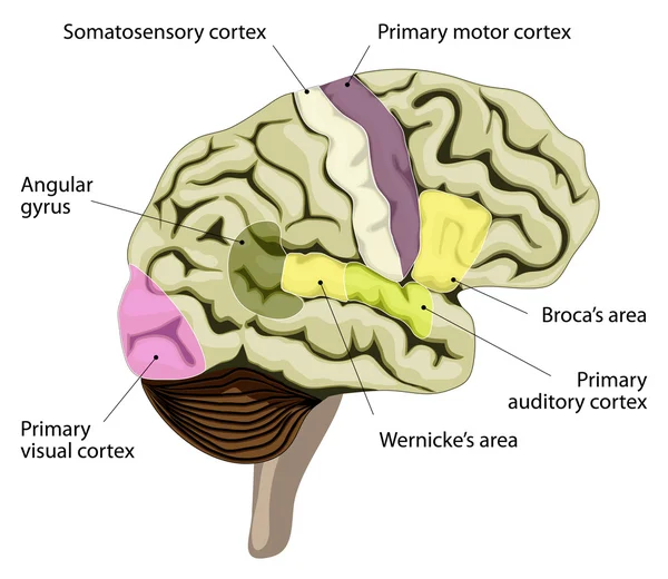Le cerveau humain. Représentation corticale de la parole et du langage — Image vectorielle