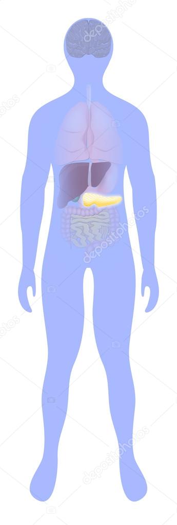 Pancreas highlighted on the silhouette of a human