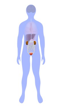 Urinary bladder and kidneys highlighted on the silhouette of a h clipart