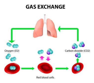 Gas exchange clipart