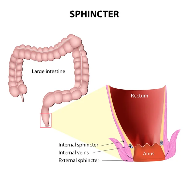 Sphincters — Stock Vector