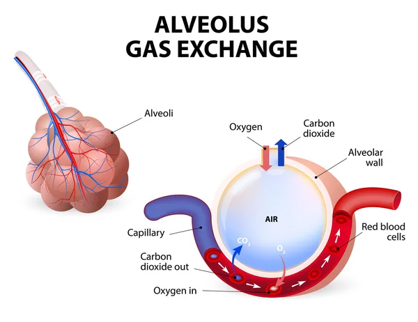 Alveolo. intercambio de gas — Vector de stock