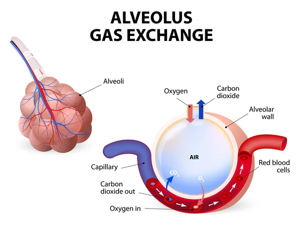 Alvéole. échange de gaz — Image vectorielle