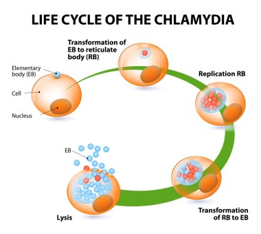 The chlamydial life cycle clipart