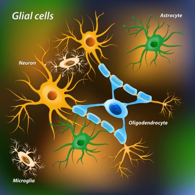 glial cells clipart