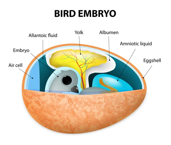 Kuş embriyo — Stok Vektör