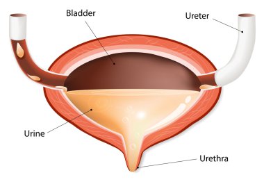 Urinary bladder with urine clipart