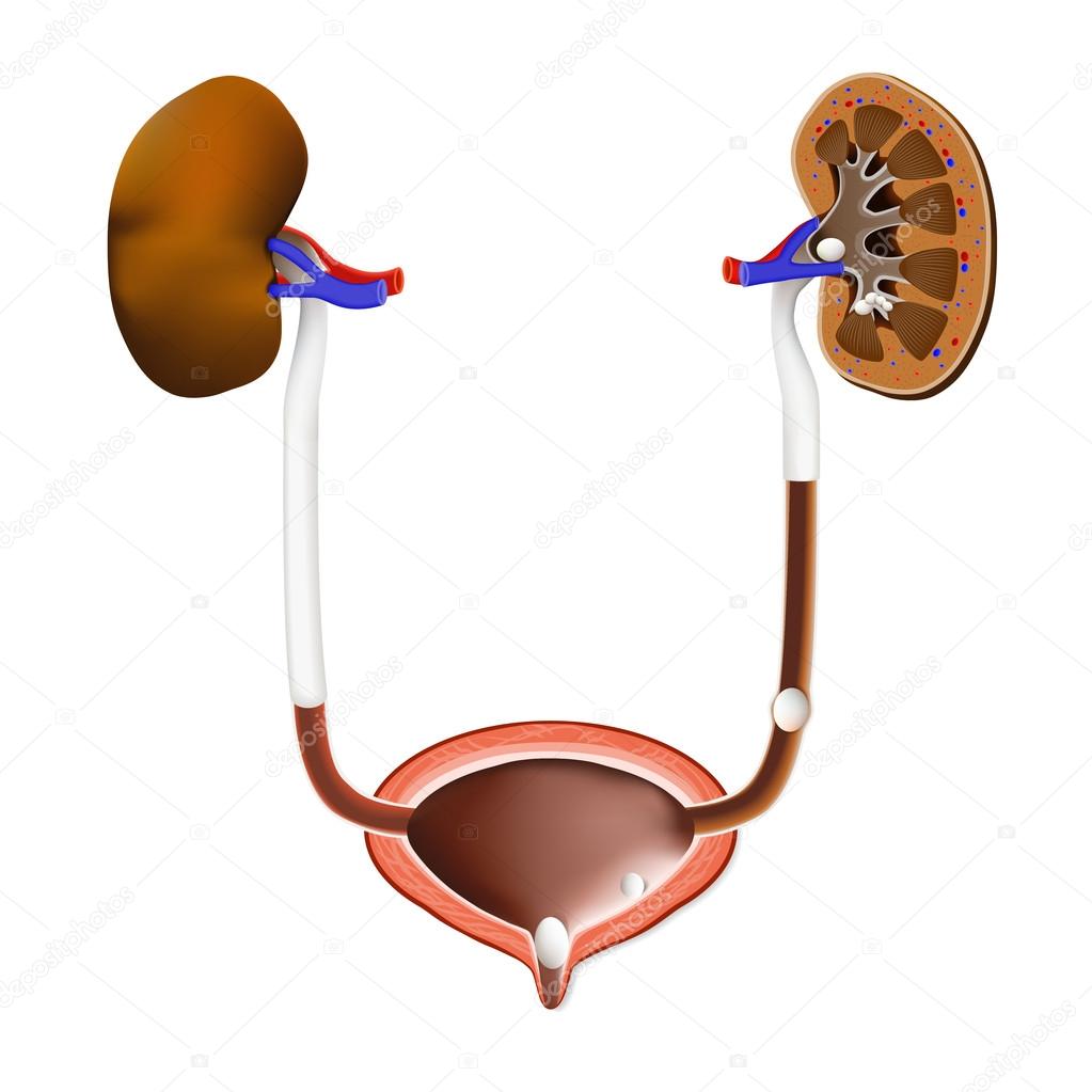 Stones in the kidney, urinary bladder and ureter