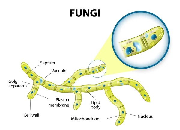 Células de fungos —  Vetores de Stock